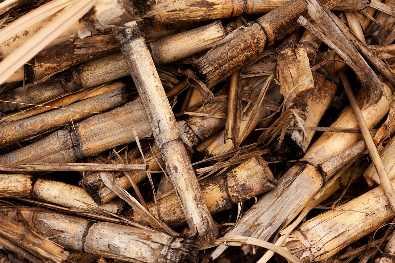 Drewno jako rodzaj biomasy